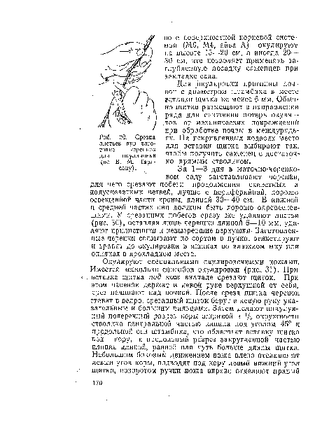 За 1—3 дня в маточно-черенковом саду заготавливают черенки, для чего срезают побеги продолжения скелетных и иолускелетных ветвей, лучше с периферийной, хорошо освещенной части кроны, длиной 30—40 см. В нижней и средней частях они должны быть хорошо одревесневшими. У срезанных побегов сразу же удаляют листья (рис. 30), оставляя лишь черешки длиной 6—10 мм, удаляют прилистники и невызревшие верхушки- Заготовленные черенки связывают по сортам в пучки, этикетируют и хранят до окулировки в ящиках во влажном мху или опилках в прохладном месте.