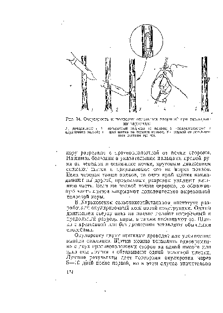 В .Харьковском сельскохозяйственном, институте разработали окулировочный нож новой конструкции. Одним движением сверху вниз на подвое делают поперечный и продольный разрезы коры, а также отслаивают ее. Щитки с древесиной или без древесины вставляют обычными способами.