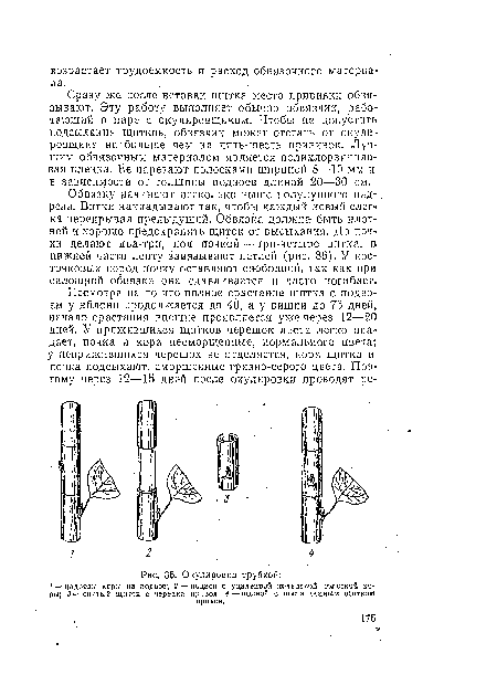 Окулировка трубкой