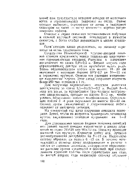 Для получения вертикальных отводков маточник закладывают по схеме 2,5—3x0,5—0,7 м. Весной 3—4.;, года все ветви; за исключением трех-четырех контрольных плодоносящих, срезают на высоте 3—5 см, чтобы усилить образование побегов возобновления. Отрастающие побеги 3—4 раза окучивают до высоты 20—25 см. Осенью, кусты разокучивают и окоренившиеся побеги отделяют от маточного растения.