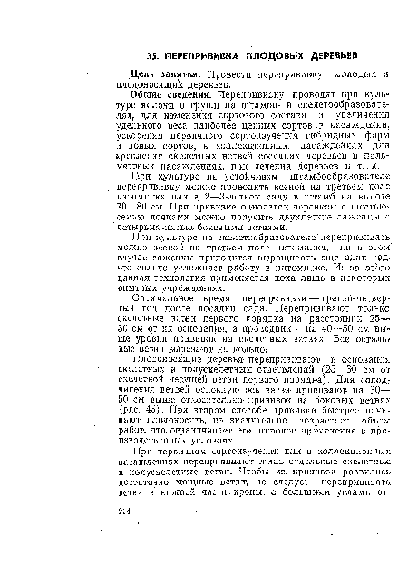 При культуре на устойчивом штамбообразователе перепрививку можно проводить весной на третьем поле питомника или в, 2—3-летнем саду в штамб на высоте 70—80 см. При прививке однолеток черенком с шестыо-семыо почками можно получить двухлетние саженцы с четырьмя-пятыо боковыми ветвями.