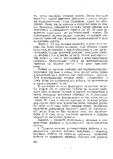 Побеги из черенков, особенно при перепрививке плодоносящих деревьев, в первые годы растут очень бурно, а соединение их с подвоем еще недостаточно прочное. Для предупреждения отломов ветви подвязывают к шипу (если его оставляют) или рейкам, прикрепленным к перепрививаемой ветви.