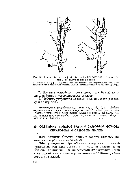 Общие сведения. При обрезке плодовых растений применяют три вида срезов: на почку, на кольцо и на боковое ответвление. В зависимости от толщины ветви и ее положения в кроне срезы выполняют ножом, секатором или пилой.