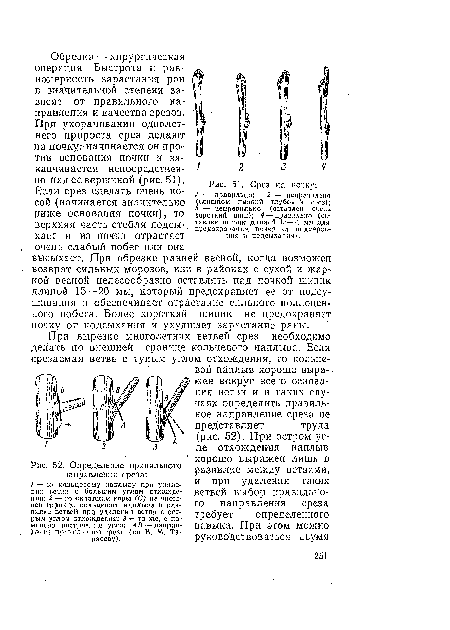 Обрезка — хирургическая операция. Быстрота и равномерность зарастания ран в значительной степени за висят от правильного направления и качества срезов.