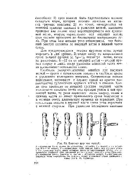 Для предупреждения отлома крупные ветви лучше вырезать в два приема. Вначале снизу по направлению среза делают пропил на 7з—1/2 диаметра ветви, затем на расстоянии 8—12 см от несущей ветви — второй пропил сверху и лишь после удаления основной части ветви выпиливают оставшийся пенек.
