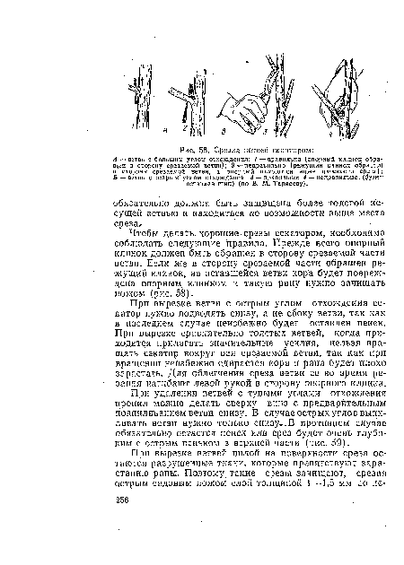 Чтобы делать хорошие срезы секатором, необходимо соблюдать следующие правила. Прежде всего опорный’ клинок должен быть обращен в сторону срезаемой части ветви. Если же в сторону срезаемой части обращен режущий клинок, на оставшейся ветви кора будет повреждена опорным, клинком и такую рану нужно зачищать ножом (рис. 58).