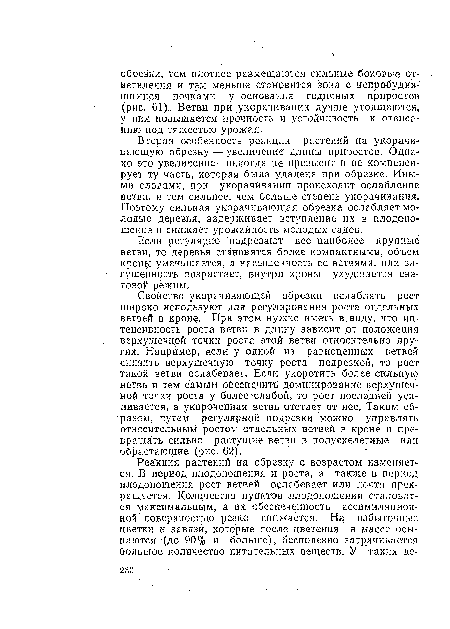 Свойство укорачивающей обрезки ослаблять рост широко используют для регулирования роста отдельных ветвей в кроне. При этом нужно иметь в виду, что интенсивность роста ветви в длину зависит .от положения верхушечной точки роста этой ветви относительно других. Например, если у одной из равноценных ветвей снизить верхушечную точку роста подрезкой, то рост такой ветви ослабевает. Если укоротить более сильную ветвь и тем самым обеспечить доминирование верхушечной точки роста у более слабой, то рост последней усиливается, а укороченная ветвь отстает от нее. Таким образом, путем регулярной подрезки можно управлять относительным ростом отдельных ветвей в кроне и превращать сильно растущие ветви в полуекелетные ■ или обрастающие (рис. 62).