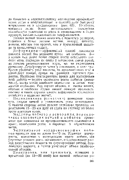 Надломы побегов у основания, переплетение однолетних ветвей и побегов применяют для изменения их пространственного положения в кроне, ослабления роста и перевода в обрастающие ветви.