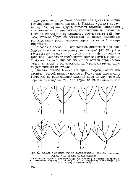 Схемы основных систем формирования свободно стоящих деревьев на  сильнорослых подвоях