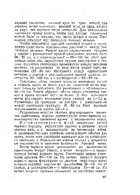 Разреженно-ярусная система формирования наименее шаблонная, хорошо соответствует естественным закономерностям сложения кроны у большинства пород.