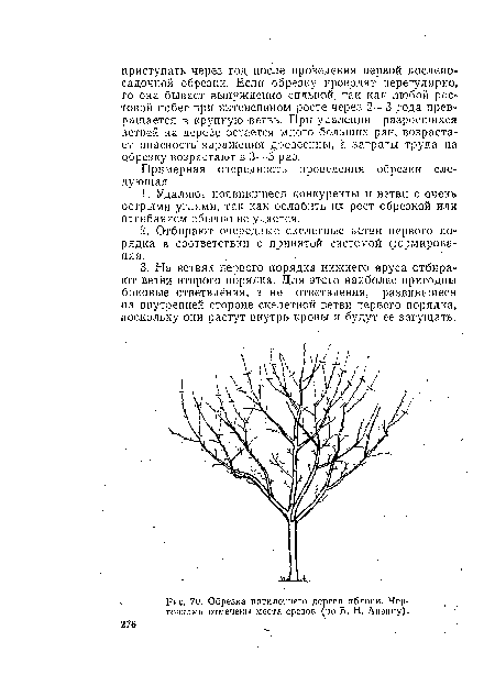 Примерная очередность проведения обрезки следующая.