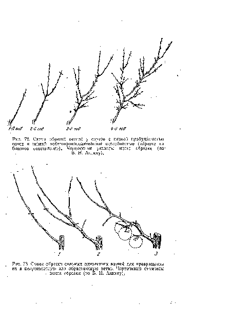 Схема обрезки сильных однолетних ветвей для превращения их в полускелетную или обрастающую ветвь. Черточками  отмечены • места обрезки (по Б. Н. Анзииу)..