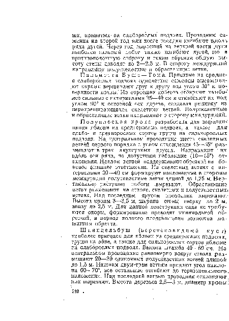 Пальметта Буше — Тома. Привитые на средие-и слаборослых подвоях однолетние саженцы высажива-,ют парами вершинами друг к другу под углом 30° к поверхности почвы. Из отросших побегов отбирают наиболее сильные с интервалами 35—4-0 см и отклоняют их под углом 90° к основной оси дерева, создавая решетку из перекрещивающихся скелетных ветвей. Полускелетные и обрастающие ветви направляют в сторону междурядий.