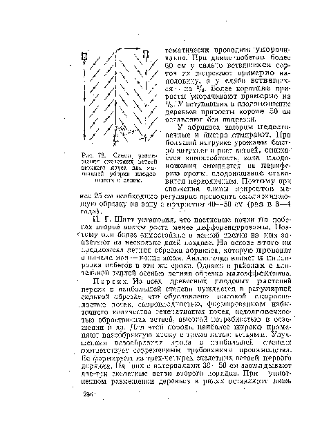 Схема, размещения скелетных ветвей нижнего яруса для машинной уборки плодов