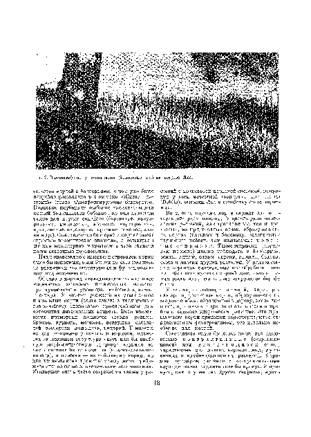 Во многих случаях корни служат для вегетативного размножения. У целого ряда многолетних растений, как травянистых, так и древесных, из придаточных почек, образующихся на корнях (главных и боковых), развиваются надземные побеги, так называемые к о р п о-в ы е о т п р ы с к и. Такие отпрыски (корневую поросль) можно наблюдать у барбариса, осины, вишни, сливы, сирени, выонка, бодяка, осота и многих других растений. У ряда злостных сорняков разрезанные при обработке почвы небольшие кусочки корней дают начало новым растениям, что сильно затрудняет борьбу с ними.