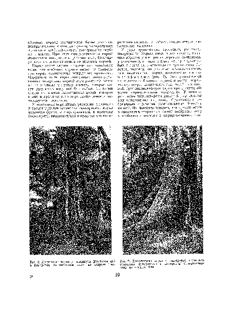 Ходульные корни у пандануса (Рапйапщ вр.) в Богореком ботаническом саду на острове Ява.