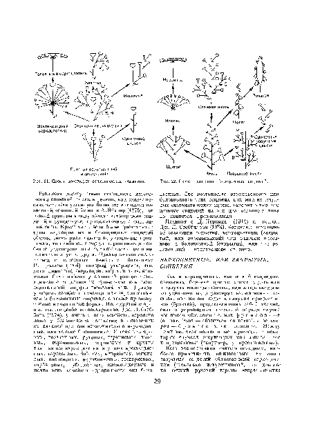 Начиная с Д. Паркииа (1914) и кончая Дж. Л. Стеббинсом (1974), ботаники, писавшие об эволюции соцветий, ворхоцветный (закрытый, или определенный) тип считали исходным, а бокоцветный (открытый, или неопределенный) — производным от него.