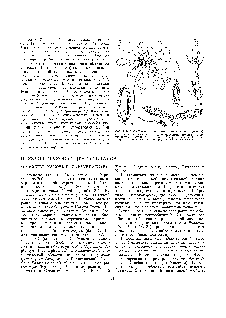 Европе, Сродней Азии, Сибири, Гималаях и Китае.