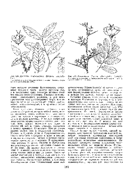 Соцветия ильмов, голоптелси, филлостилоиа и планеры безлистны и формируются в специализированных почках, как правило, не несущих зачатков настоящих листьев. Напротив, цветоносные побеги видов дзельквы (рис. 129 и гемиптелеи (рис. 130) пе имеют строгой специализации. Их цветки формируются вместе-с листьями в одних и тех же почках, зацветают весной — в начале лета, сразу же после развертывания листьев; плоды созревают лишь в конце лета или осенью. У ильмов же, как и у планеры, формирование плодов длится около месяца и уже в конце весны — начале лета плоды созревают и опадают.