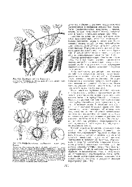 Морфологические особенности видов рода береза.