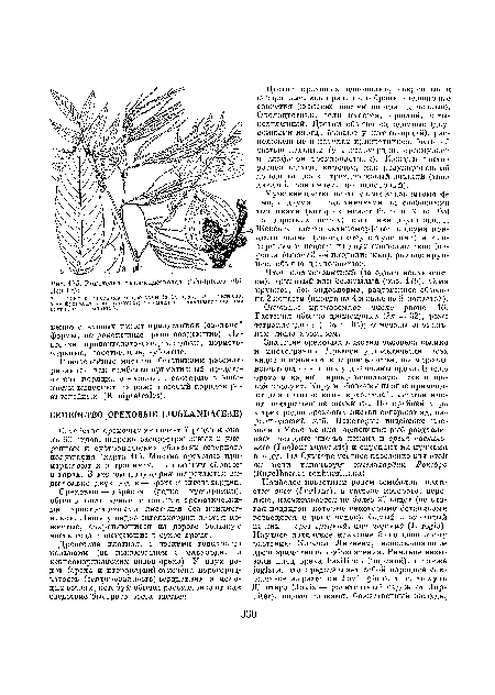 Плод ностяпковидньщ (.за одним исключением), крылатый или бескрылый (рис. 17(>). Семя крупное, без эндосперма, разделенное обычно па 2 лопасти (иногда на 4 и даже на 8 лопастей).