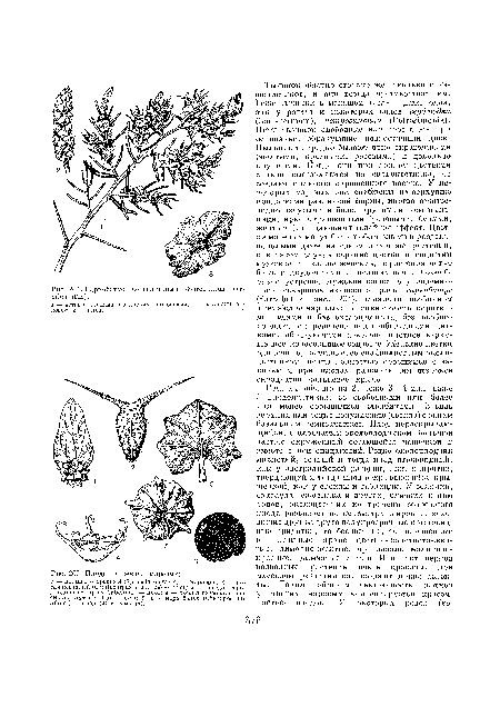 Плоды и семена маревых