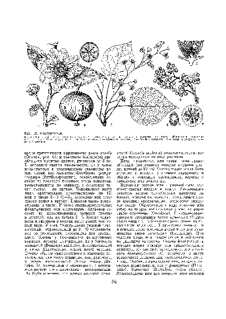 Плод — коробочка или ягода, реже орехообразный (встречаются нередко крупные плоды, длиной до 30 см). Семена также могут быть крупные и мелкие, с прямым зародышем и обычно с обильным эндоспермом, нередко с ариллусом или волосками.