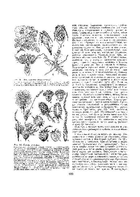 Плоды розовых.