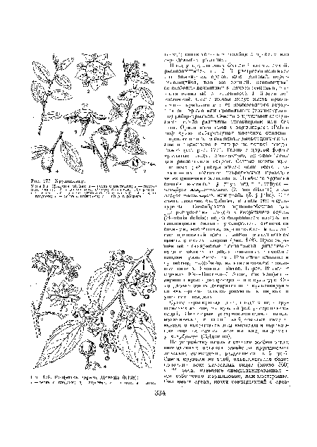 Сухие нераскрывающиеся плоды многих крушиновых легкие, плавучие и распространяются водой. Некоторые растрескивающиеся плоды механически, с силой выбрасывают семена, внезапно вскрываясь при высыхании перикарпия еще на самом растении, как, например, у колубрины (Colubrina).