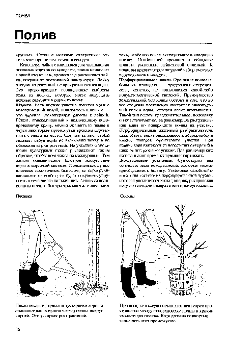 После посадки деревья и кустарники хорошо поливают для оседания частиц почвы вокруг корней. Это ускоряет рост растений.
