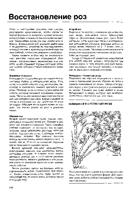 Ранней весной вырезают сухие, тонкие, переплетенные и больные ветки роз. Находят и удаляют все корневые отпрыски. Часть основных стеблей вырезают до основания (на кольцо), оставляя лишь интенсивно растущие молодые стебли. Удаляют все сухие, слабенькие и переплетенные веточки. Все сильные боковые побеги на оставленных ветках обрезают на 2—3 почки, или до 15 см от их основания. Крупные срезы замазывают садовым варом.