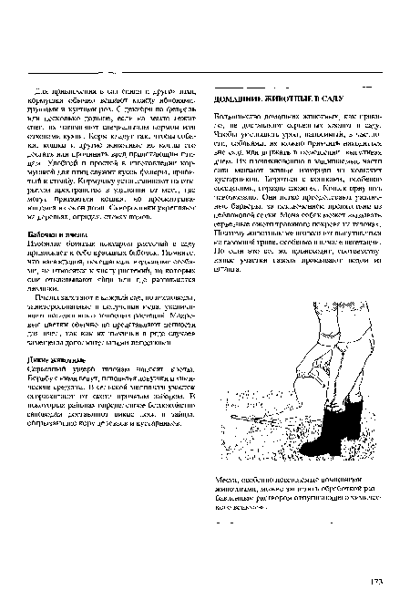 Большинство домашних животных, как правило, не доставляют серьезных хлопот в саду. Чтобы уменьшить урон, наносимый, в частности, собаками, их можно приучить находиться вне сада или держать в помещении, выгуливая днем. Их проникновению в защищаемые части сада мешают живые изгороди из колючих кустарников. Бороться с кошками, особенно соседскими, гораздо сложнее. Кошек приучить невозможно. Они легко преодолевают различные барьеры, за исключением препятствий из нейлоновой сетки. Моча собак может вызывать серьезные ожоги травяного покрова на газонах. Поэтому животным не позволяют выгуливаться на газонной траве, особенно в начале вегетации. Но если это все же происходит, соответствующие участки газона промывают водой из шланга.