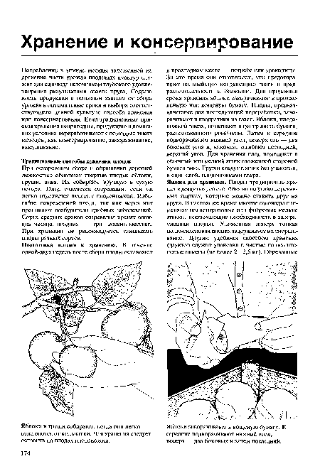 Яблоки и груши собирают, когда они легко отделяются от кольчатки. Для хранения следует оставить на плодах плодоножки.