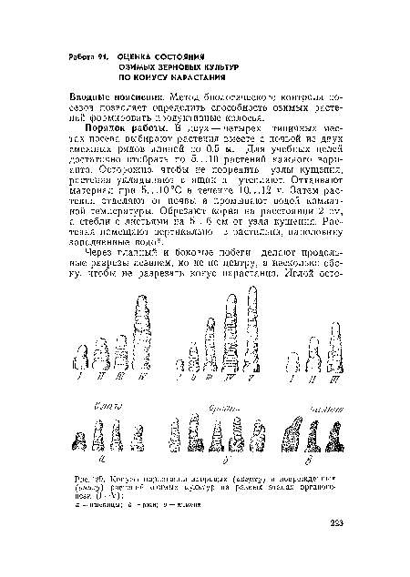 Конусы нарастания здоровых (вверху) и иоиреждениых (внизу) растений озимых культур на разных этапах органогенеза (I—V)