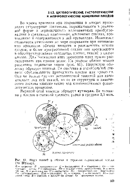 Во время хранения при созревании в плодах происходят структурные изменения, выражающиеся в различной форме в первоначально малозаметных преобразованиях в срединных пластинках, клеточных стенках, протоплазме и содержащихся в ней органеллах. Изменения становятся заметными по мере созревания при активизации процессов обмена веществ и размягчения мякоти плодов; в более прогрессивной стадии они проявляются в обесструктурлвашш отдельных клеток, тканей и целых плодов. Для понимания этих процессов плод нужно рассматривать как единое целое. На разрезе яблока можно различить отдельные ткани (рис. 61). Наружную оболочку образует кожица. Ее свойства в значительной степени обусловливают пригодность плодов для хранения. Она не только служит механической защитой для находящихся под ней тканей, но от ее структуры и химического состава зависит также ход многочисленных физиологических процессов.