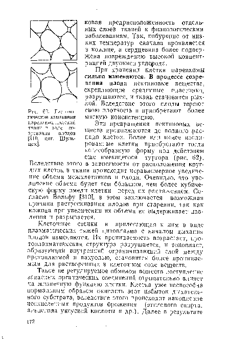 Гистологические изменения паренхиматической ткани в ходе созревания плодов [310, цит. Шульцем].