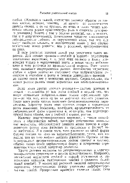 Зоны роста других органов растения — листьев, цветков и плодов — отличаются от зон роста стеблей и корней тем, что могут оставаться эмбриональными только ограниченное время— до тех пор, пока орган не достигнет полного развития. Такие зоны роста иногда называют детерминированными меристемами. Характер роста этих органов сходен с характером роста животных, поскольку, во-первых, продолжительность их эмбриональной фазы ограничена и, во-вторых, они характеризуются более общим, чем у стеблей и корней, ростом.