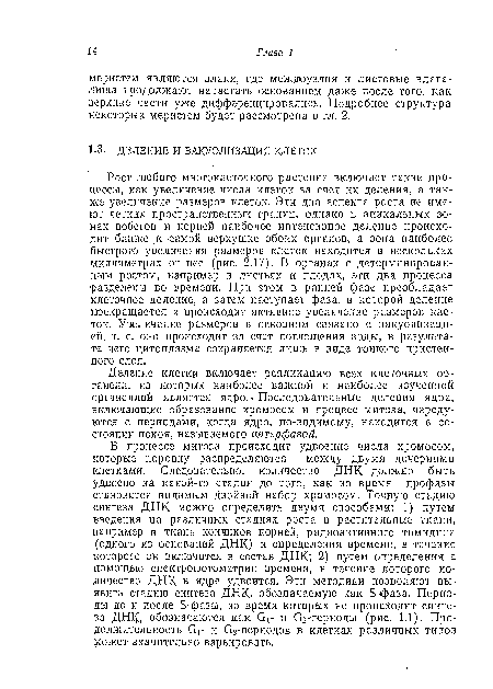 Рост любого многоклеточного растения включает такие процессы, как увеличение числа клеток за счет их деления, а также увеличение размеров клеток. Эти два аспекта роста не имеют четких пространственных границ, однако в апикальных зонах побегов и корней наиболее интенсивное деление происходит ближе .к ‘Самой верхушке обоих органов, а зона наиболее быстрого увеличения размеров клеток находится в нескольких миллиметрах от нее (рис. 2.17). В органах с детерминированным ростом, например в листьях и плодах, эти два процесса разделены во времени. При этом в ранней фазе преобладает клеточное деление, а затем наступает фаза, в которой деление прекращается и происходит активное увеличение размеров клеток. Увеличение размеров в основном связано с вакуолизацией, т. е. оно происходит за счет поглощения воды, в результате .чего цитоплазма сохраняется лишь в виде тонкого пристенного. слоя.