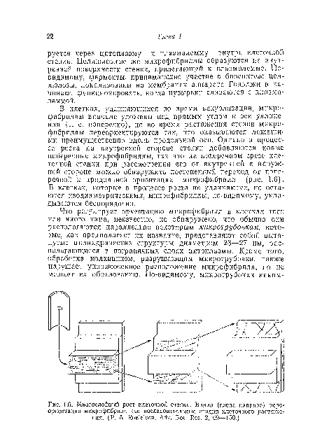 В клетках, удлиняющихся во -время вакуолизации, микро-фибриллы вначале уложены под прямым углом к оси удлинения (т. е. поперечно), но во время растяжения стенок микрофибриллы переориентируются так, что оказываются лежащими преимущественно вдоль продольной оси. Однако в процессе роста на внутренней стороне стенки добавляются новые поперечные микрофибриллы, так что на поперечном срезе клеточной стенки при рассмотрении его от внутренней к наружной стороне можно обнаружить постепенный переход от поперечной к продольной ориентации микрофибрилл (рис. 1.6). В клетках, которые в процессе роста не удлиняются, но остаются изодиаметрическими, микрофибриллы, по-видимому, укладываются беспорядочно.