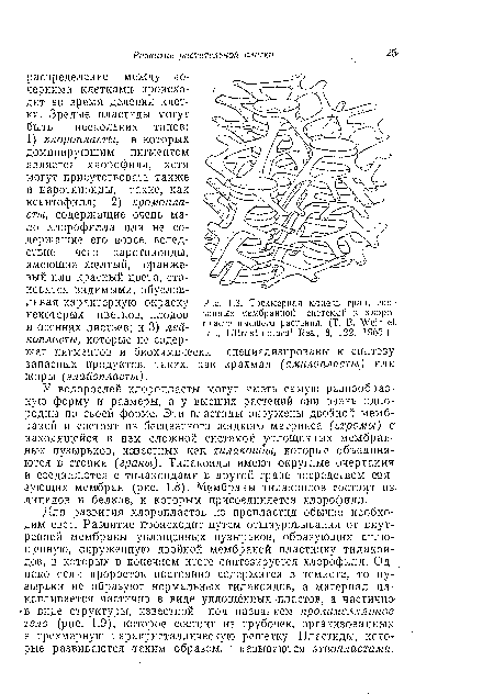 У водорослей хлоропласты могут иметь самую разнообразную форму и размеры, а у высших растений они очень однородны по своей форме. Эти пластиды окружены двойной мембраной и состоят из бесцветного жидкого матрикса (стромы) с находящейся в нем сложной системой уплощенных мембранных пузырьков, известных как тилакоиды, которые объединяются в стопки (граны). Тилакоиды имеют округлые очертания и соединяются с тилакоидами в другой гране посредством связующих мембран (рис. 1.8). Мембраны тилакоидов .состоят из-липидов и белков, к которым присоединяется хлорофилл.