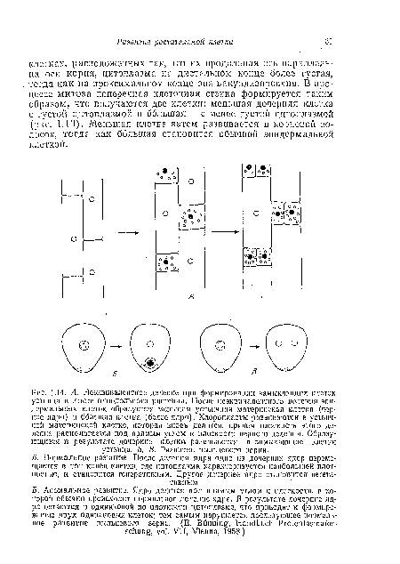 Л. Неэквивалентное деление при формировании замыкающих клеток устьица в листе однодольного растения. После неэквивалентного деления эпидермальных клеток образуются меньшая устьнчиая материнская клетка (черное ядро) и большая клетка (белое ядро). Хлоропласта развиваются в устьпч-иой материнской клетке, которая вновь делится, причем плоскость этого деления располагается под прямым углом к плоскости первого деления, Образующиеся в результате дочерние клетки развиваются в замыкающие клетки устьица. Б, В. Развитие пыльцевого зерна.