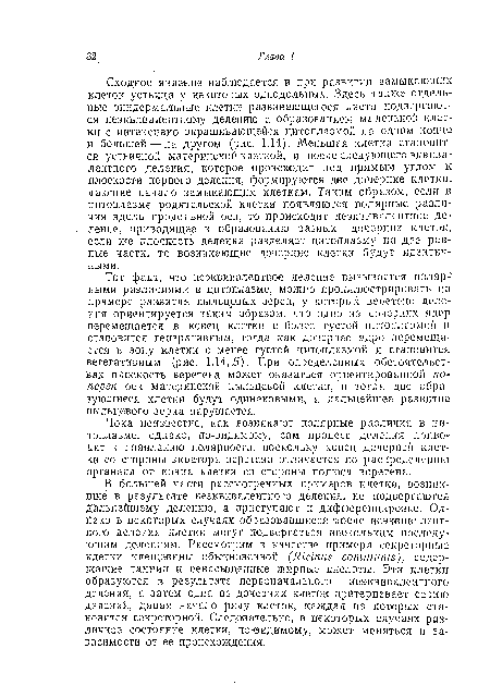 Сходное явление наблюдается и при, развитии замыкающих клеток устьица у некоторых однодольных. Здесь также отдельные эпидермальные клетки развивающегося листа подвергаются неэквивалентному делению с образованием маленькой клетки с интенсивно окрашивающейся цитоплазмой па одном конце и большей — на другом (рис. 1.14). Меньшая клетка становится устьичной материнской клеткой, и после следующего эквивалентного деления, которое происходит под прямым углом к плоскости первого деления, формируются две дочерние клетки, дающие начало замыкающим клеткам. Таким образом, если в цитоплазме родительской клетки появляются полярные различия вдоль продольной оси, то происходит неэквивалентное деление, приводящее к образованию разных дочерних клеток, если же плоскость деления разделяет цитоплазму на две равные части, то возникающие дочерние клетки будут идентичными.