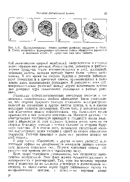 Указанные субмикроскопические изменения связаны с изменением электрических свойств яйцеклеток. Было установлено, что сторона будущего ризоида становится электроотрицательной по отношению к другим частям клетки, т. е. в клетке возникает разность потенциалов. Кроме того, у иеполяризован-ной яйцеклетки можно зафиксировать ось полярности путем приложения к ней разности потенциалов. Имеются данные, что электрическая поляризация приводит к градиенту ионов кальция в яйцеклетке за счет сильного притока ионов кальция оо стороны будущего ризоида и оттока кальция со стороны будущего таллома. И в самом деле, локальная аппликация высокой концентрации ионов кальция к одной из сторон яйцеклетки водоросли P lvetia приводит к развитию ризоида именно на этой стороне.