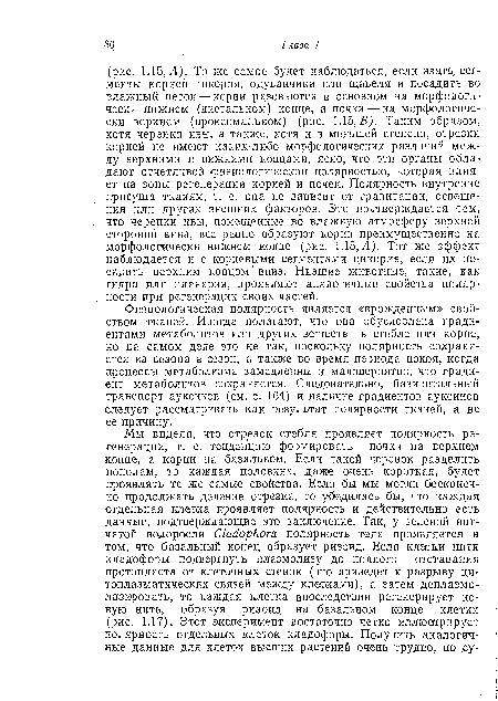 Физиологическая полярность является «врожденным» свойством тканей. Иногда полагают, что она обусловлена градиентами метаболитов или других веществ в стебле или корне, но на самом деле это не так, поскольку полярность сохраняется из сезона в сезон, а также во время периода покоя, когда процессы метаболизма замедленны и маловероятно, что градиент метаболитов сохраняется. Следовательно, базипетальный транспорт ауксинов (см. с. 164) и наличие градиентов ауксинов следует рассматривать как результат полярности тканей, а не ее причину.