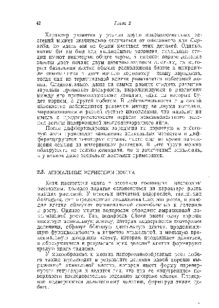 У мохообразных .и многих папоротникообразных рост побега также .происходит в результате деления одной хорошо вы раженной апикальной клетки, которая имеет форму перевернутого тетраэдра и делится так, что Три ее «внутренние» поверхности последовательно отделяют дочерние клетки. Последние подвергаются дальнейшему делению, формируя ткани побега.