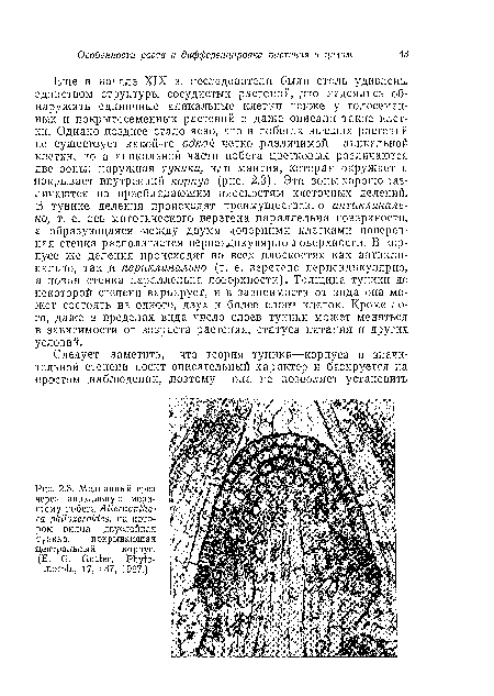 Еще в начале XIX в. исследователи были столь удивлены единством структуры сосудистых растений, ¡что надеялись обнаружить единичные апикальные клетки также у голосеменных и покрытосеменных растений и даже описали такие клетки. Однако позднее стало ясно, что в побегах высших растений не существует какой-то одной четко .различимой апикальной клетки, но в апикальной части побега цветковых различаются две зоны: наружная туника, или мантия, которая окружает и покрывает внутренний корпус (рис. 2.3). Эти зоны хорошо различаются по преобладающим плоскостям клеточных делений. В тунике деления происходят преимущественно антиклинально, т. е. ось митотического веретена параллельна поверхности, а образующаяся между двумя дочерними клетками поперечная стенка располагается перпендикулярно .поверхности. В корпусе же деления происходят во всех плоскостях как антиклинально, так ,и периклинально (т. е. веретено перпендикулярно, а новая стенка параллельна поверхности). Тол ищи а тупики до некоторой степени варьирует, и в зависимости от вида она может состоять из одного, двух и более слоев клеток. Кроме того, даже в пределах вида число слоев туники может меняться в зависимости от возраста растения, статуса питания и других условий.