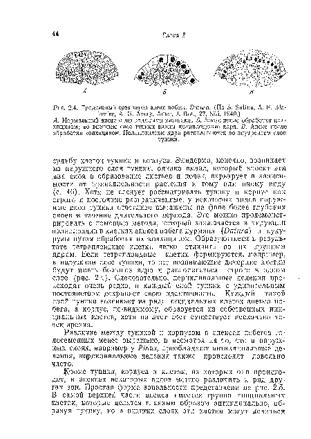 Различие между туникой и корпусом в апексах побегов голосеменных менее .выражено, и несмотря на то, что в наружных слоях, например у Pinus, преобладают антиклинальные деления, периклинальиые деления также происходят довольночасто.