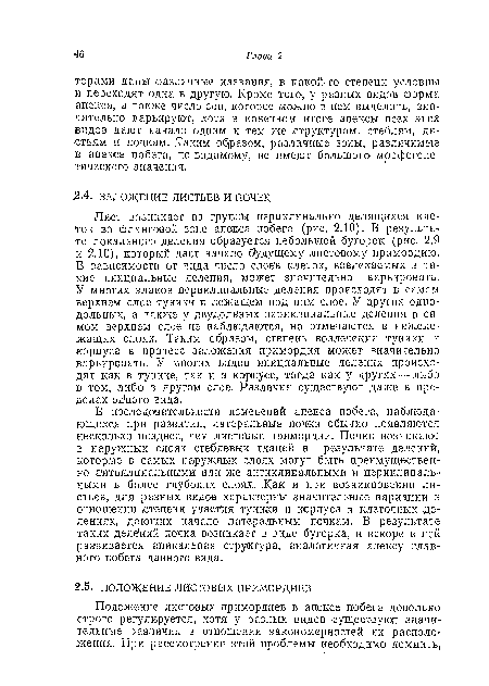 В последовательности изменений апекса побега, наблюдающихся при развитии, латеральные почки обычно появляются несколько позднее, чем листовые примордии. Почки возникают в наружных слоях стеблевых тканей в результате делений, которые в самых наружных слоях могут быть преимущественно антиклинальными или же антиклинальными и периклиналь-ными в более глубоких слоях. .Как и при возникновении листьев, для разных видов характерны значительные вариации в отношении степени участия туники и корпуса в клеточных делениях, дающих начало латеральным почкам. В результате таких деле ний почка возникает в виде .бугорка, и вскоре в ней развивается апикальная структура, аналогичная апексу главного побега данного вида.