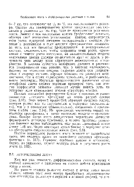 Как мы уже отмечали, дифференцировка листьев, почек и стеблей начинается с заложения на апексе побега примордиев. листа и почек.