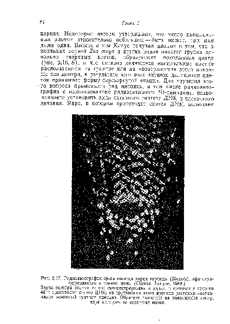 Радиоавтография среза кончика корня горчицы (Sinapis), сфотографированного в темном поле. (Clowes, Juniper, 1968.)